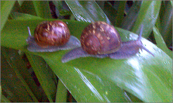 Photograph of snails