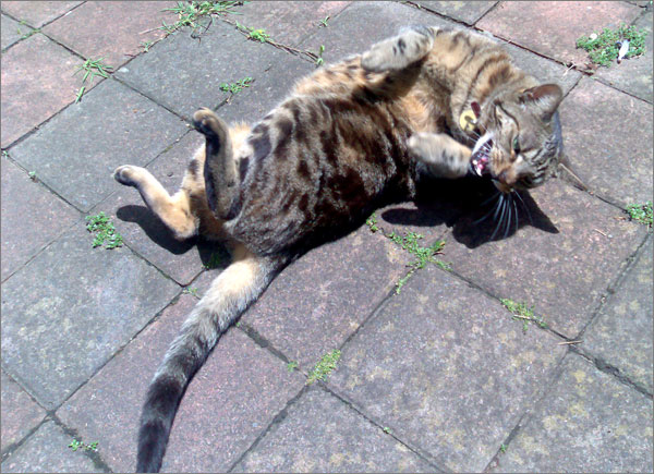 Photograph of cat Apollo rolling on the ground