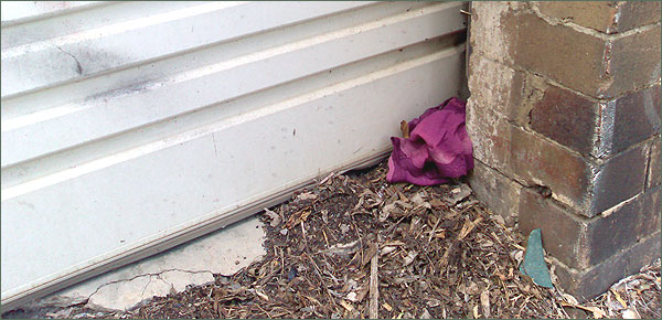 Photograph of purple knickers blown into a corner