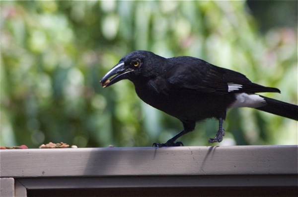 Photograph of pied currawong eating spare cat food