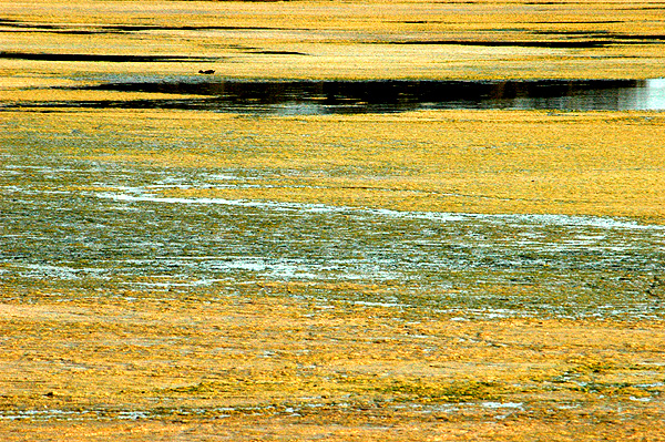 Abstract photo of pond scum at Homebush Bay, Sydney