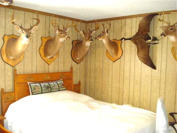 Many antlers hovering over the bed