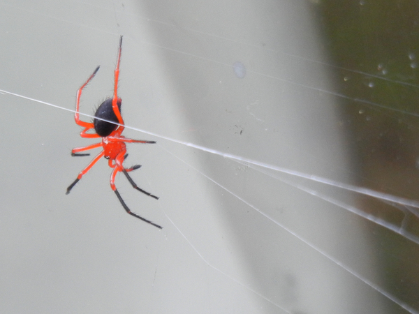 Spider guest, Nicodamus species: click to embiggen