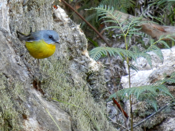 Eastern Yellow Robin, again; click to embiggen