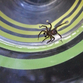 Spider in my water glass: click to embiggen