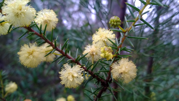 Wattle blooming near Bunjaree Cottages: click to embiggen