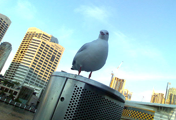Photograph of seagull at Darling Harbour