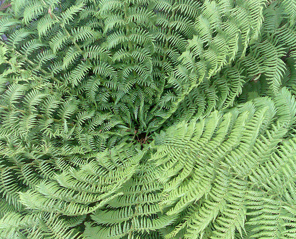 Photograph of tree fern from above