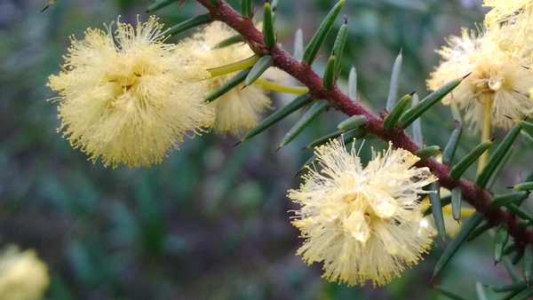 Close-up of wattle photo, with colour adjustments