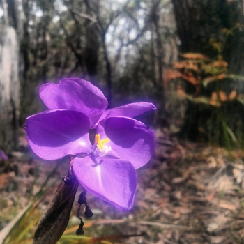Purple flag, a flower of some Patersonia species: click to embiggen