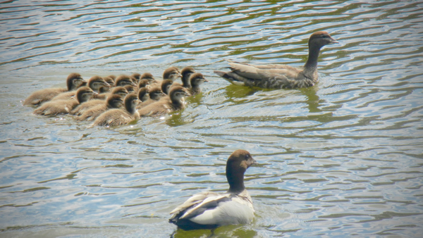 Ducks on the Parramatta River: click to embiggen
