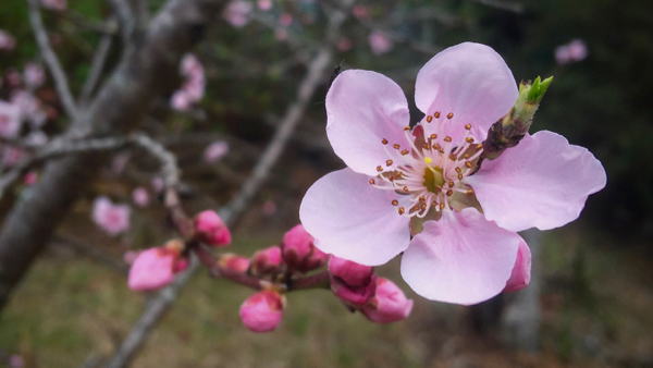 Almond Blossom at Bunjaree Cottages, Day Nine: click to embiggen