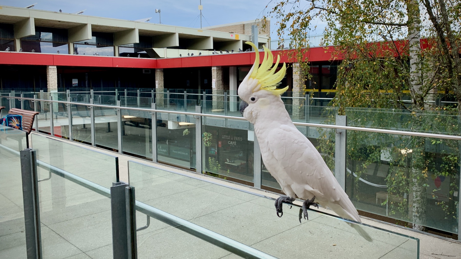 Hungry Cockatoo at Katoomba