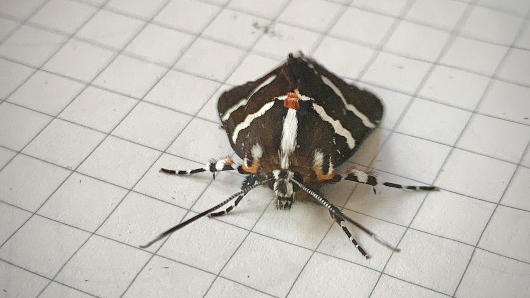Moth at Bunjaree Cottages