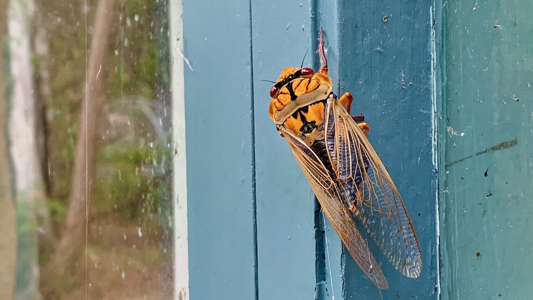 Cicada at Bunjaree Cottages