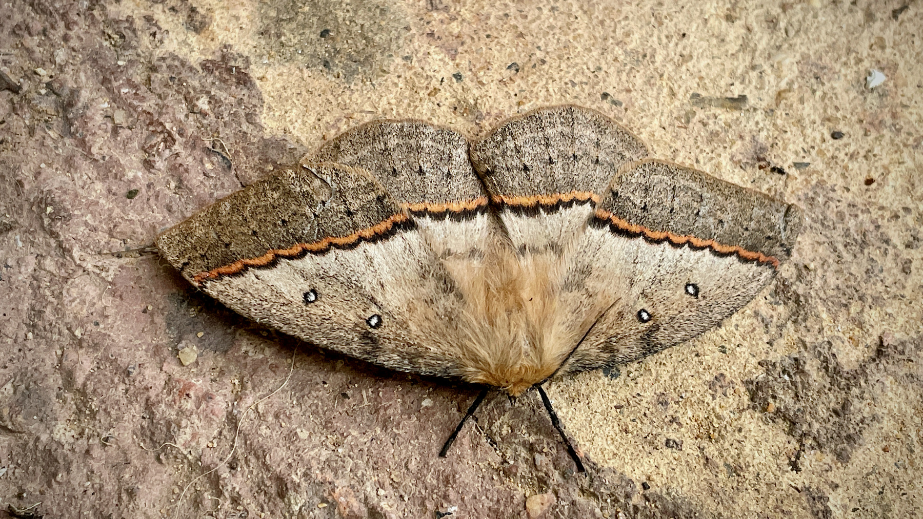 Female moth: Anthela acuta?