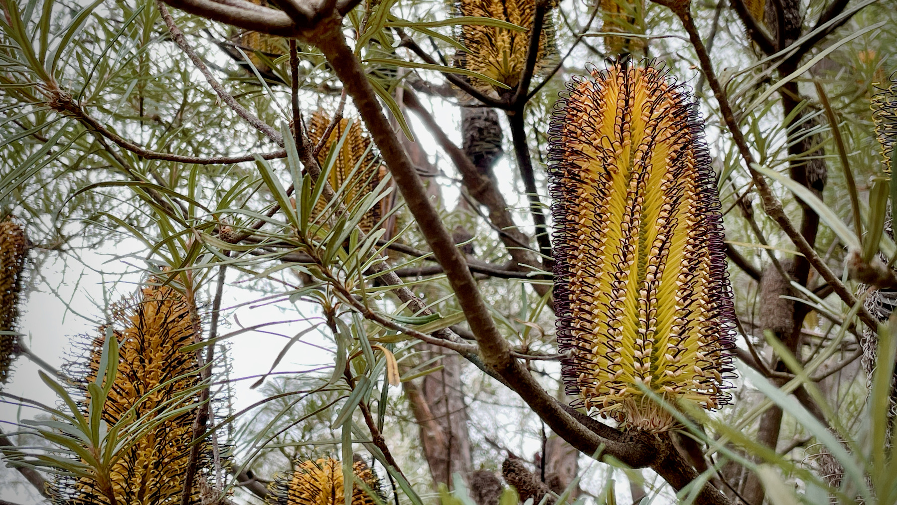 Banksia at Bunjaree