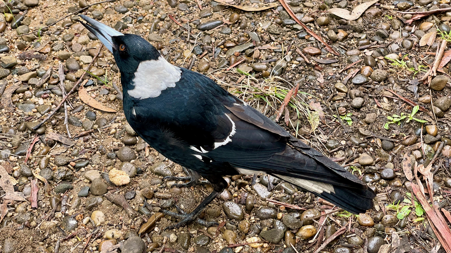 Morning Magpie