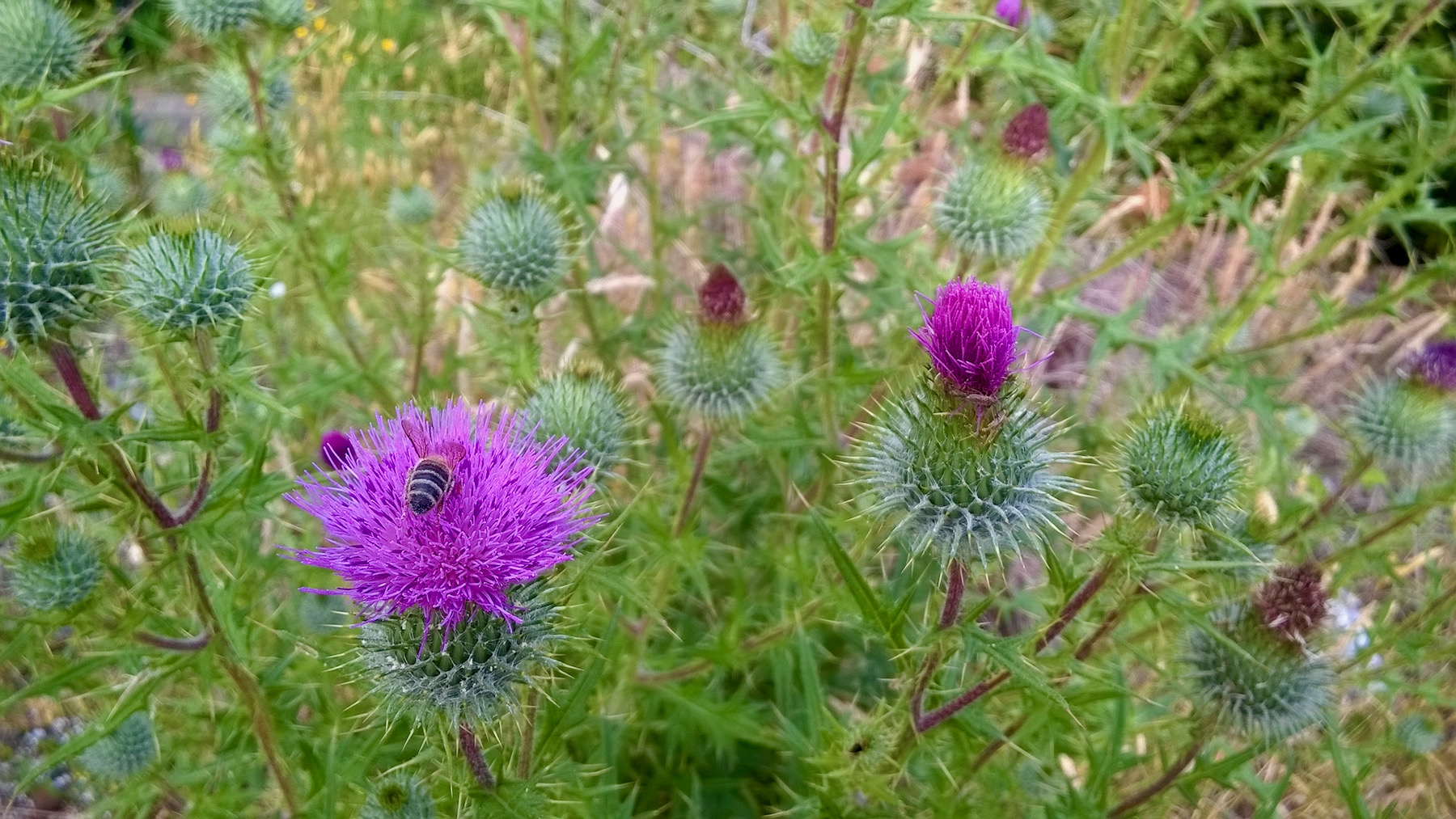 Thistles with Bee