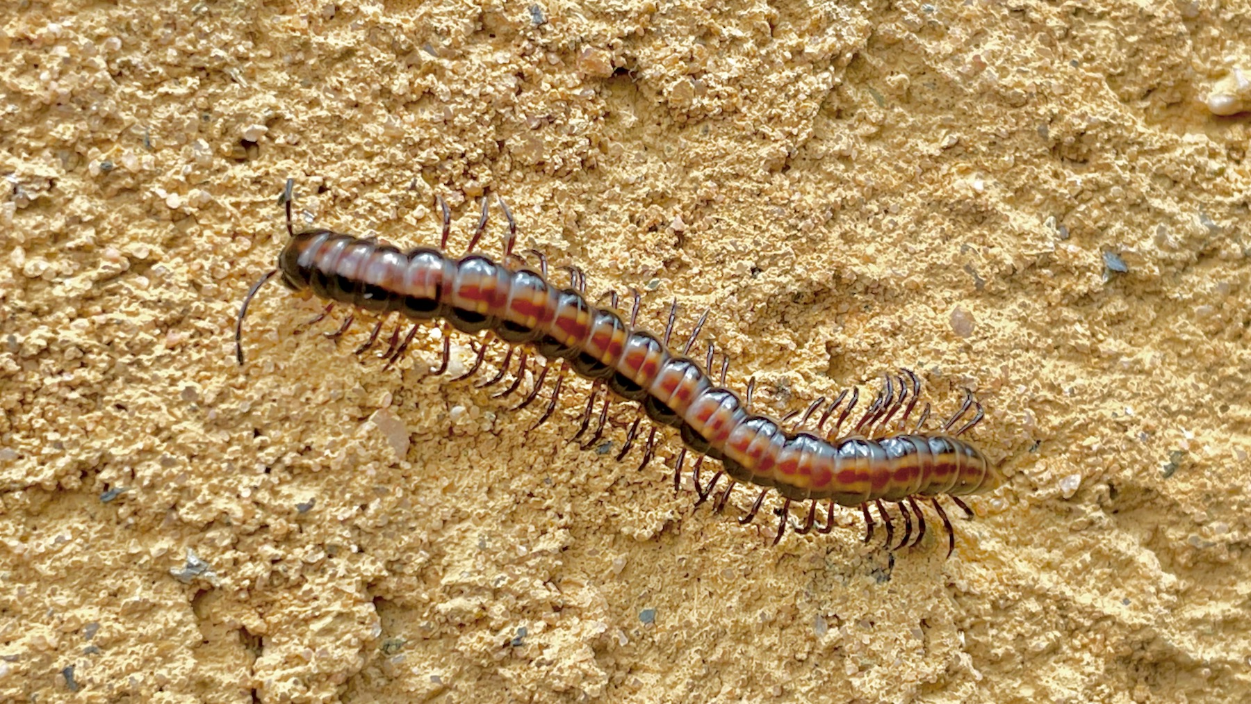 Polydesmidae