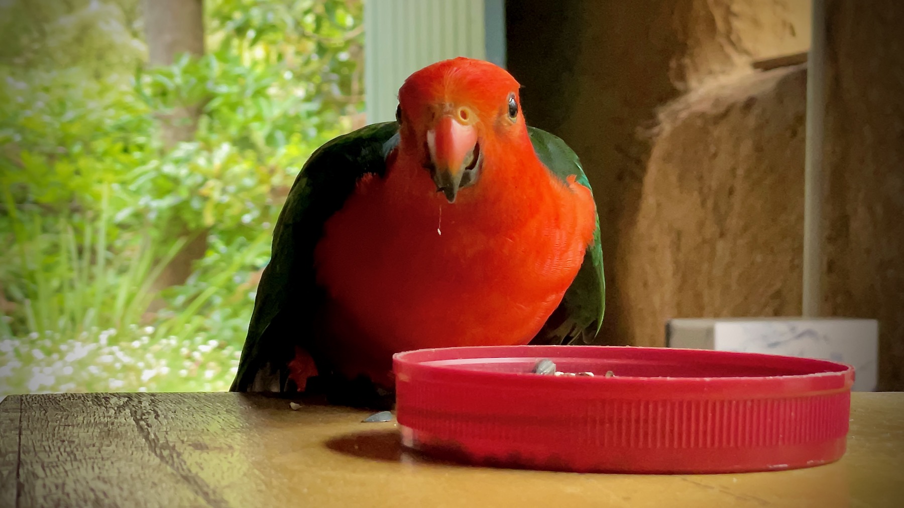 Hungry King Parrot