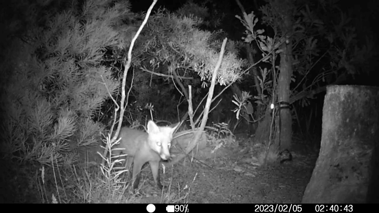 Fox at Bunjaree Cottages