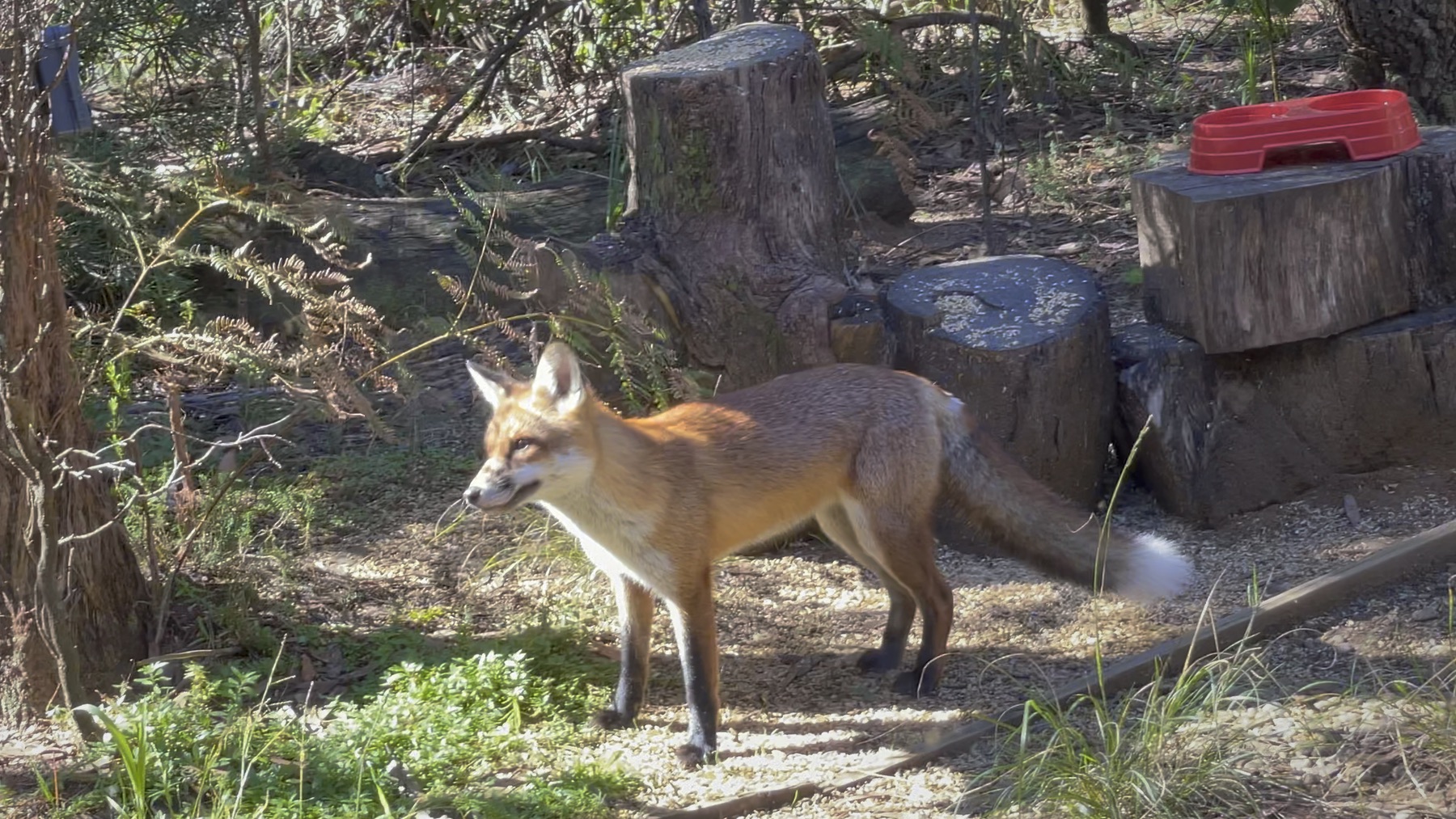 Fox at Bunjaree Cottages, 11 April 2022