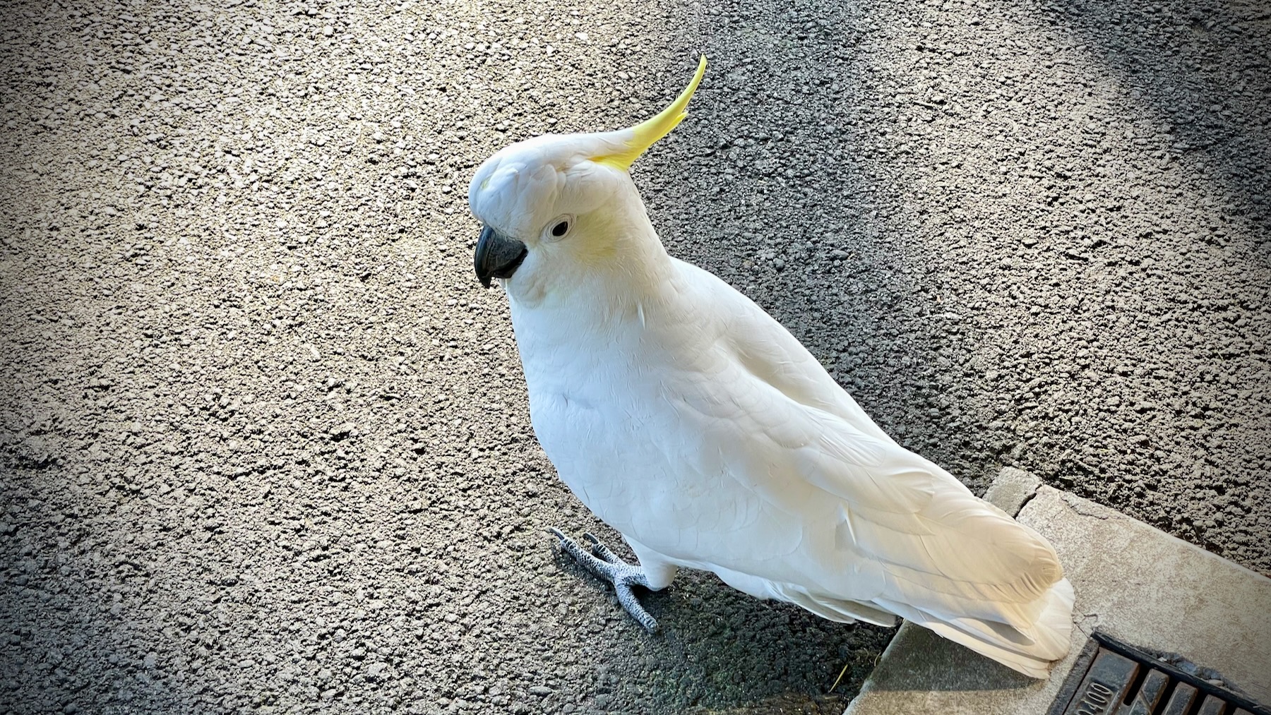 Sulphur-crested cockatoo at Wentworth Falls station