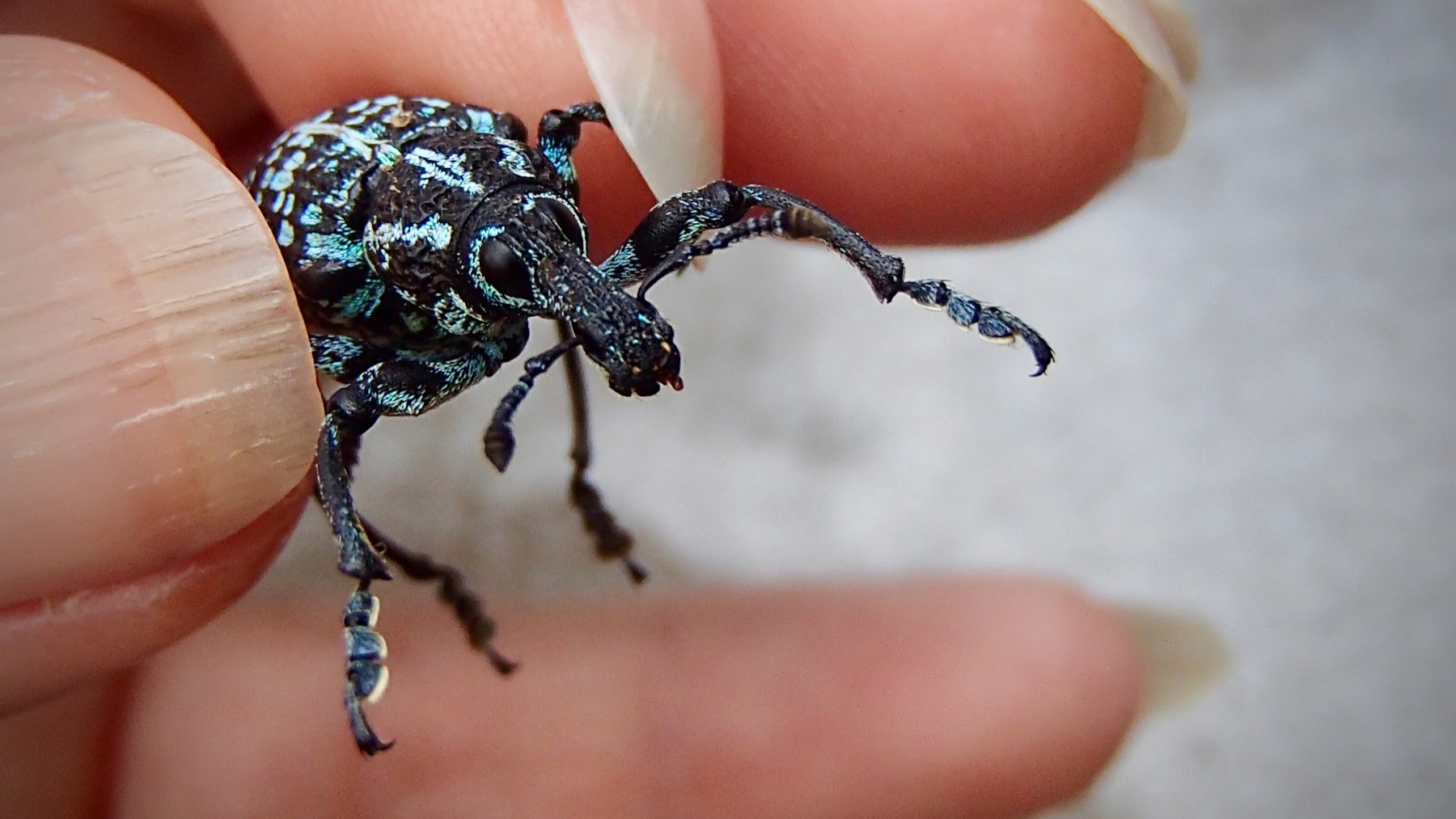 A Botany Bay diamond weevil (Chrysolopus spectabilis), aka a sapphire weevil, photographed at Bunjaree Cottages on 23 May 2021.