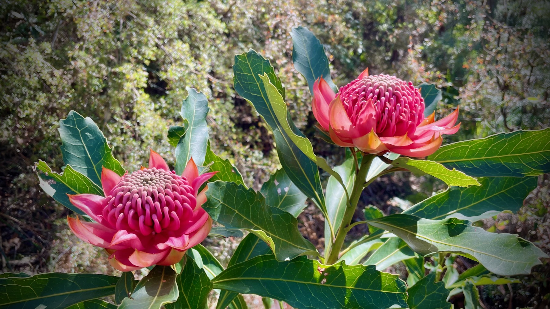 Two NSW waratah flowers at Bunjaree Cottages