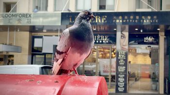 A grey and white pigeon is perched on a postbox, looking quizzically into the camera lens.