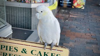 That cockatoo at Katoomba