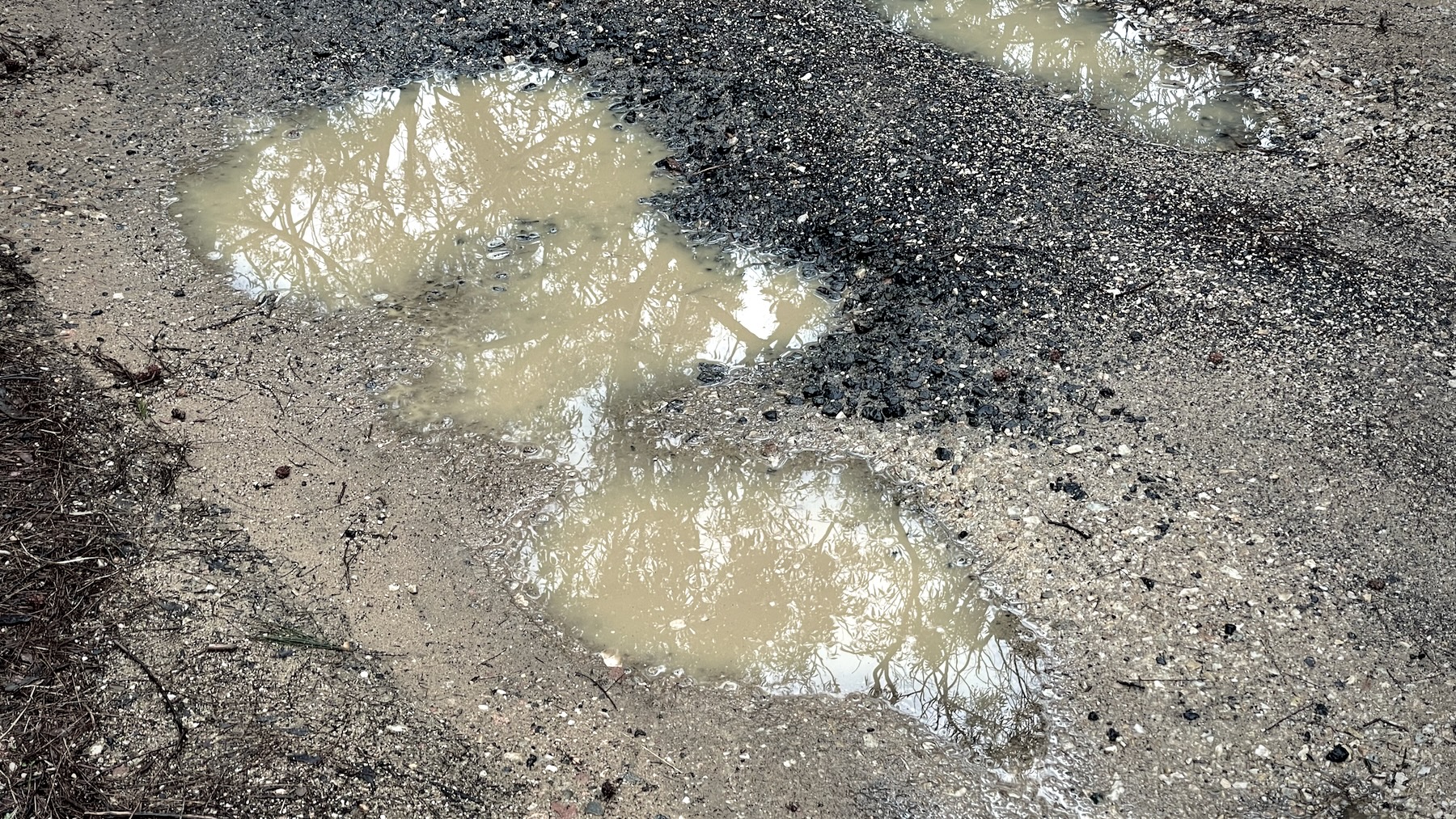 On a semi-maintained dirt track is a series of rain puddles, brown with silt. Reflected in them is the canopy of eucalypt forest. The colours are all muted.