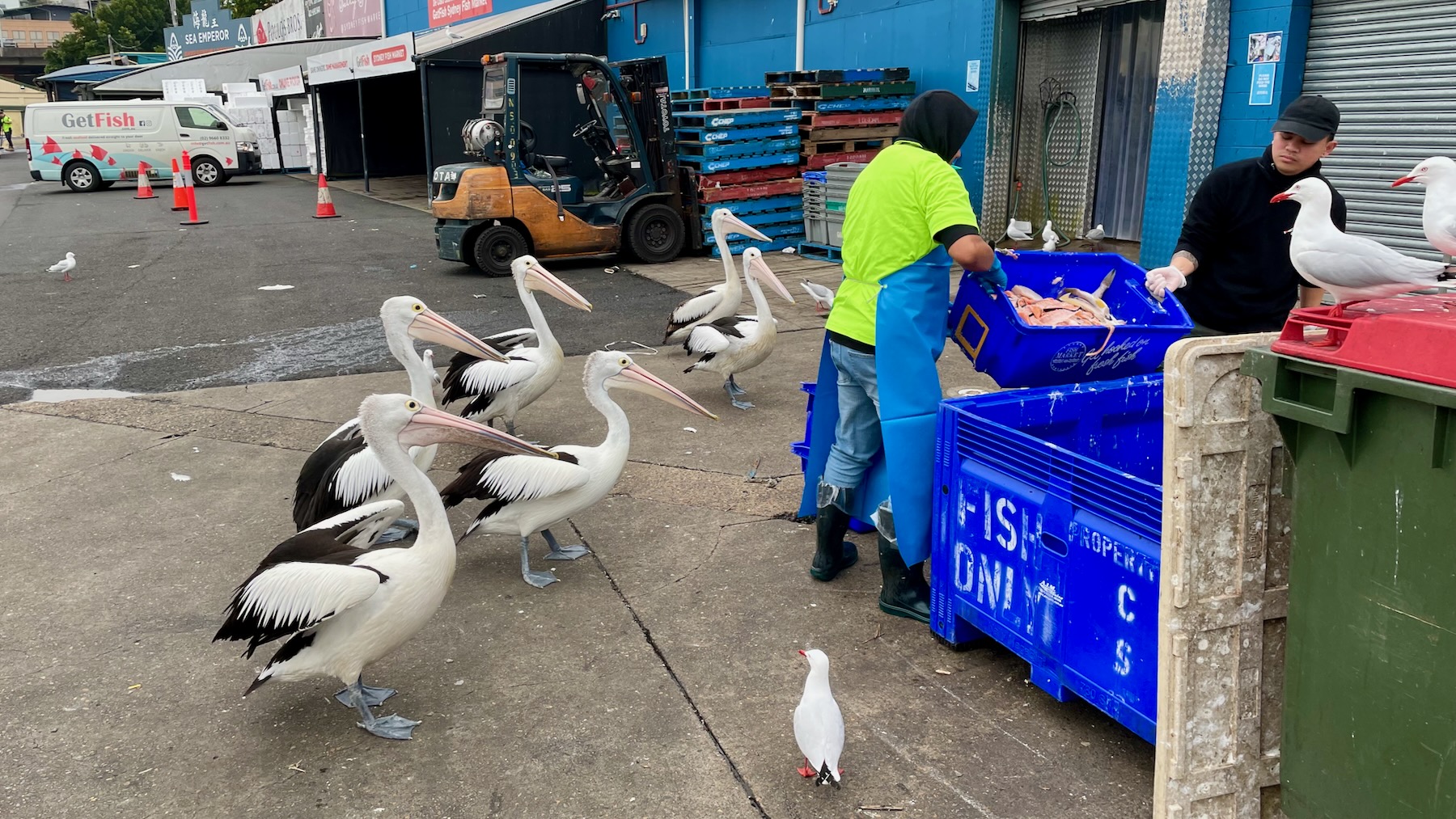 In a light industrial streetscape two sturdy fishermen empty a big plastic tub of fish guts etc into a hopper. Standing nearby, watching them, are six huge pelicans and an assortment of seagulls.