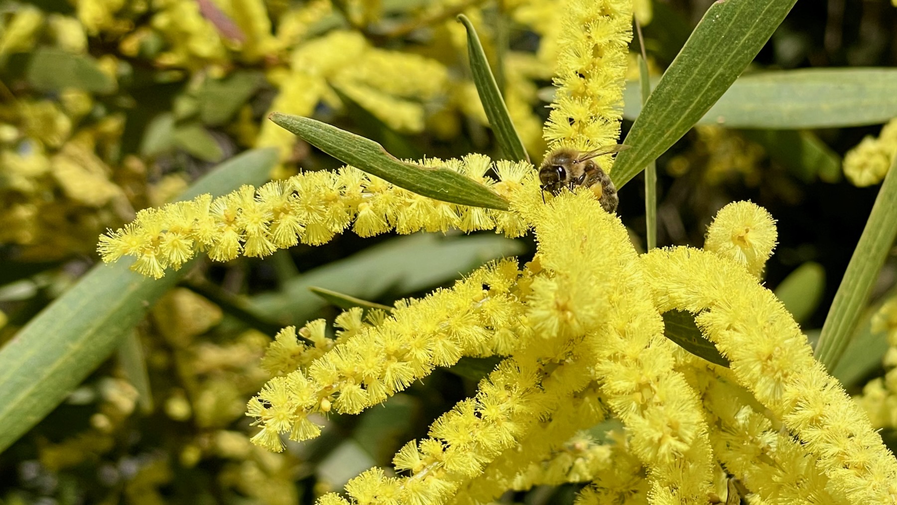 Bright yellow flowers which look a bit like fluffy yellow sticks branching out from a common stem. On one of them sits a bee, its pouches full.