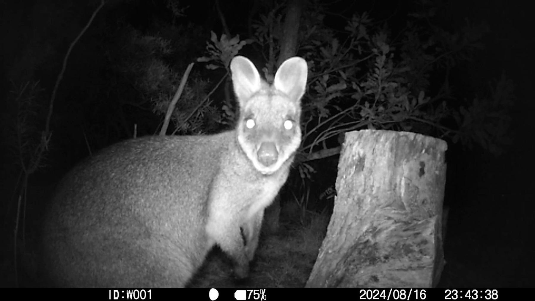 A black-and-white infrared photo. Next to a tree stump, a swamp wallaby (Wallabia bicolour) stares straight into the camera.