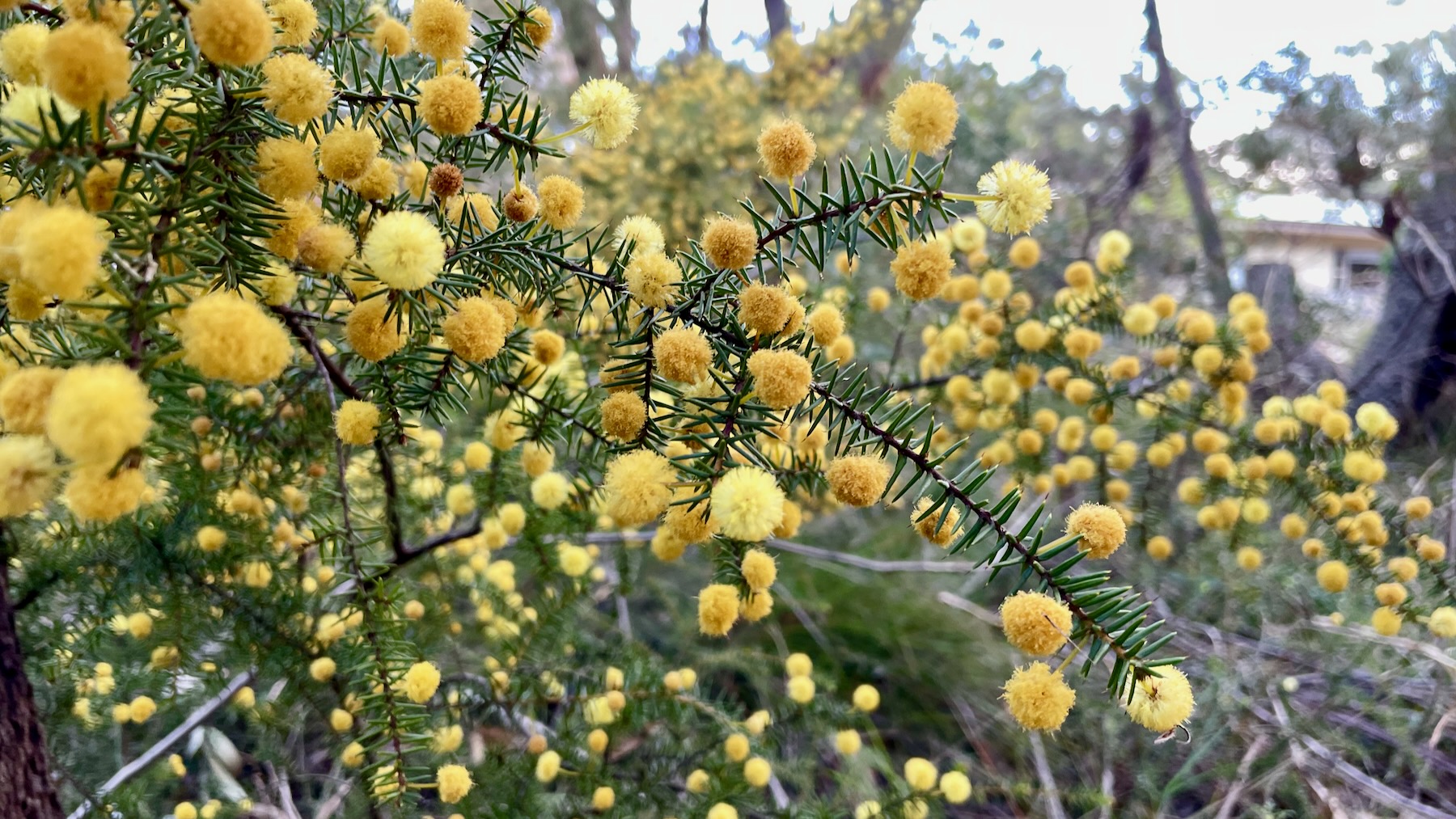 Close-up photo of a bush covered with globular golden flowers, with hard spiky phyllodes (pseudo-leaves).