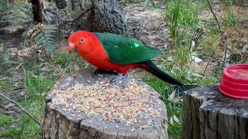 On a tree stump scattered with bird seed sits a parrot. He has a bright red head, neck, and underparts, bright green wing features, dark green tail feathers, and a deep blue back. He eyes me cautiously as he munches on some seed.