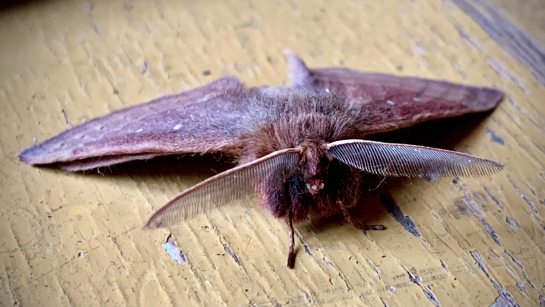 A large brown and very furry moth with long leafy antennae sits on a distressed yellow wooden tabletop.