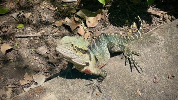 A chunky strong-looking lizard with its boxy head raised. It has a sharp ridge down its spine, and on the side of its face a black striped edged with yellow.