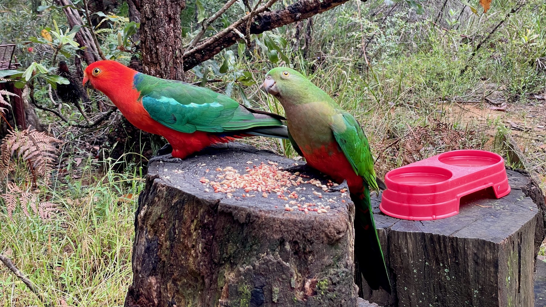 Two tree stumps. On the left one, the taller of the two, are two Australian king parrots. The male has a bright red head and belly with back and wings in various shades of green. The female is a paler green with olive sections, and a red belly, although overall she is more drab.