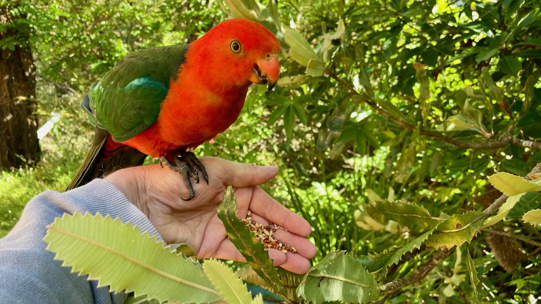 A male Australian king parrot, a medium-sized bird with a bright red head and belly with back and wings in various shades of green. He is standing on a man's left hand, the palm of which holds a selection of seeds to eat.