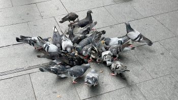 On a grey city footpath someone has discarded a meat pie, but it can barely be seen beneath a frantic milling flock of around 22 grey feral pigeons.