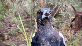 Close-up of the head and chest of a juvenile Australian magpie (Gymnorhina tibicen), still in its lighter grey feathers rather than black, its orange eyes staring straight into the camera. In the background, way out of focus, sunlit scrubland.