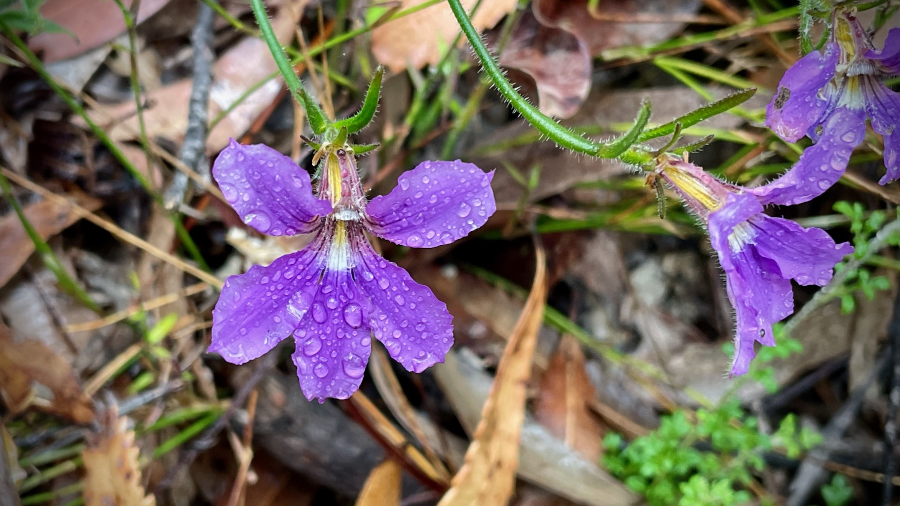 A rich purple flower with five petals is covered in scattered raindrops. Behind it, out of focus, is forest leaf litter.