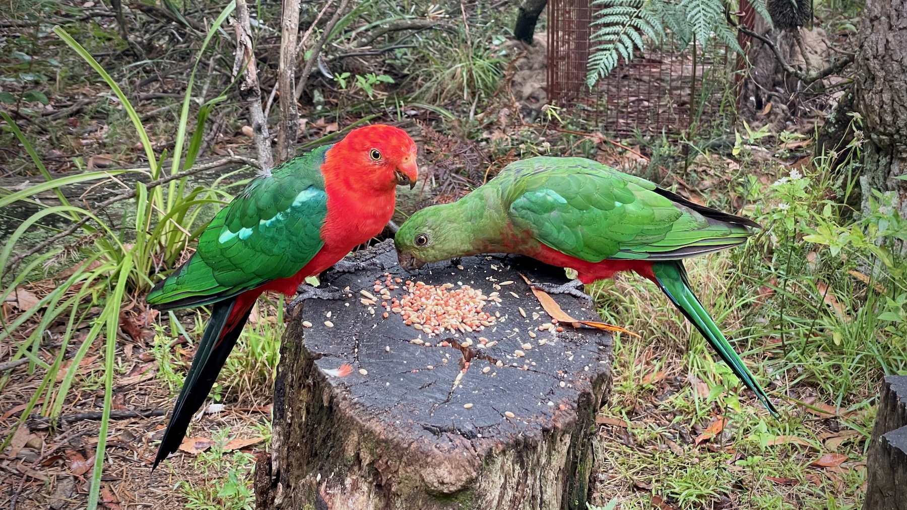 It’s a wet day in a eucalypt forest. On an old tree stump sits a pair of birds eating a handful of seed. On the left, the male bird has red head, breast, and lower undersides, with a blue band on the back of the neck between the red above and green on the back, the wings are green and each has a pale green shoulder band, the tail is green, and the rump is blue. On the right, the female has a green head and breast, a grey beak, and the pale shoulder band is small or absent