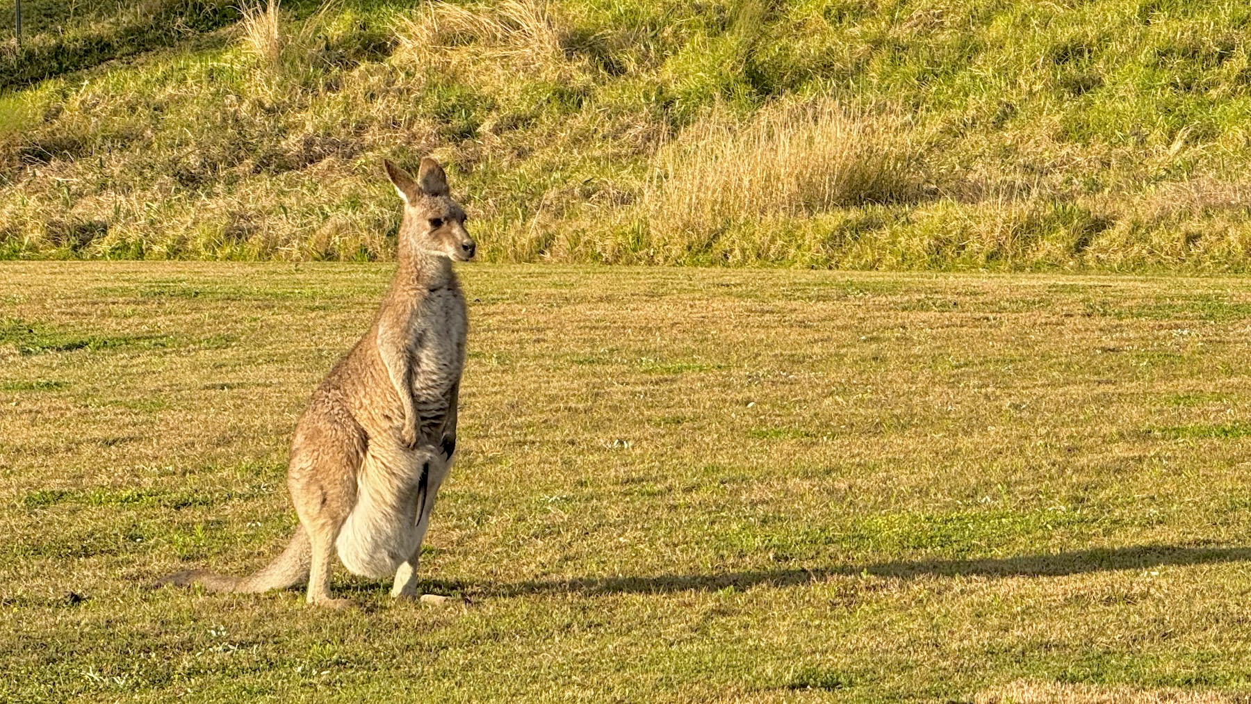 On the well-mown grass of a park-like area, an eastern grey kangaroo stands with her back to the afternoon sun. Behind her is a grass-covered rise. And just visible, poking out of her bulging pouch, is a tail.