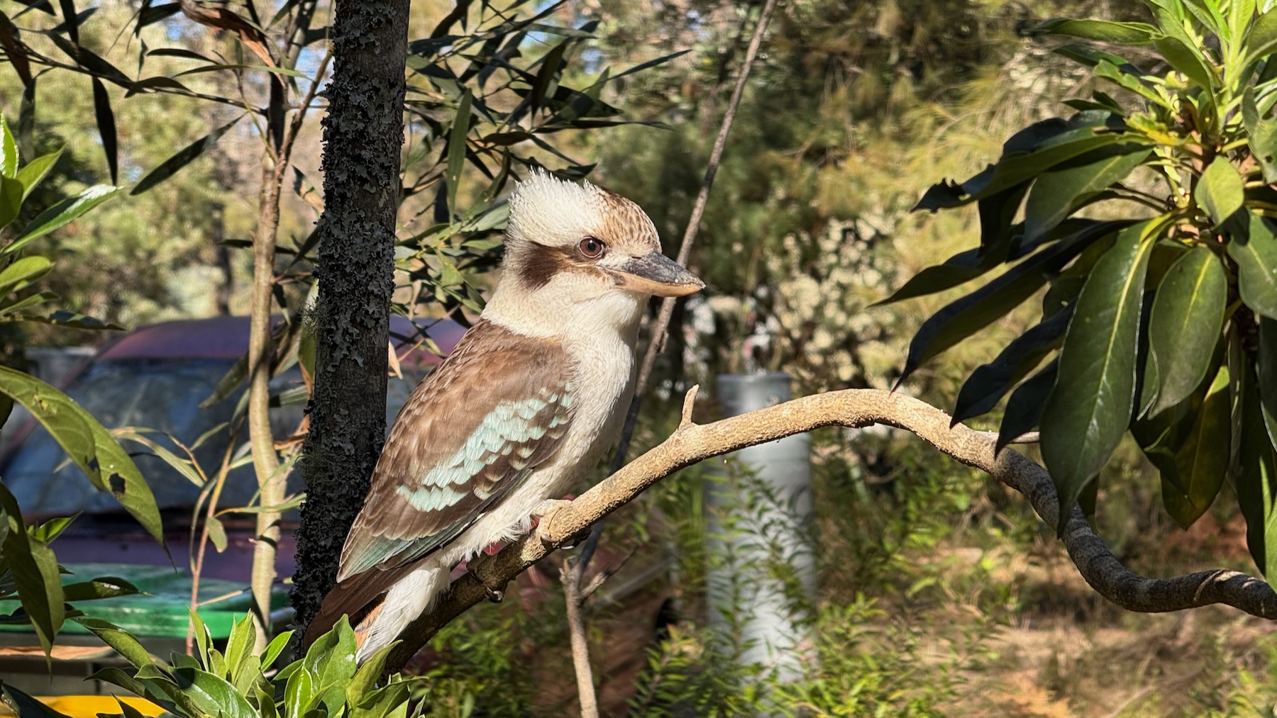 On a bright clear day, a laughing kookaburra sits in a small tree, the sunlight catching the blue feathers on its wings.