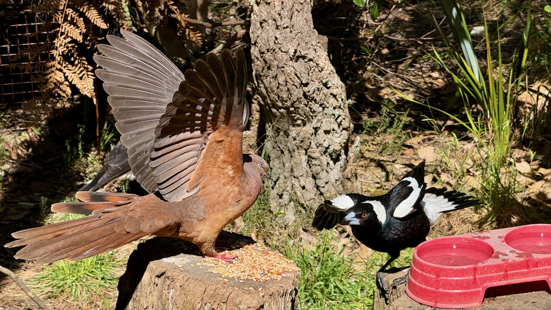 A bright sunny day. On a tree stump on the left, a brown cuckoo-dove with lighter brown undersides and pink feet raises its wings to look big and fierce. On the right, on a slightly lower tree stump, is an Australian magpie, head hunched down, wings extended. It's a stand-off! And on the far right, a red plastic water bowl.