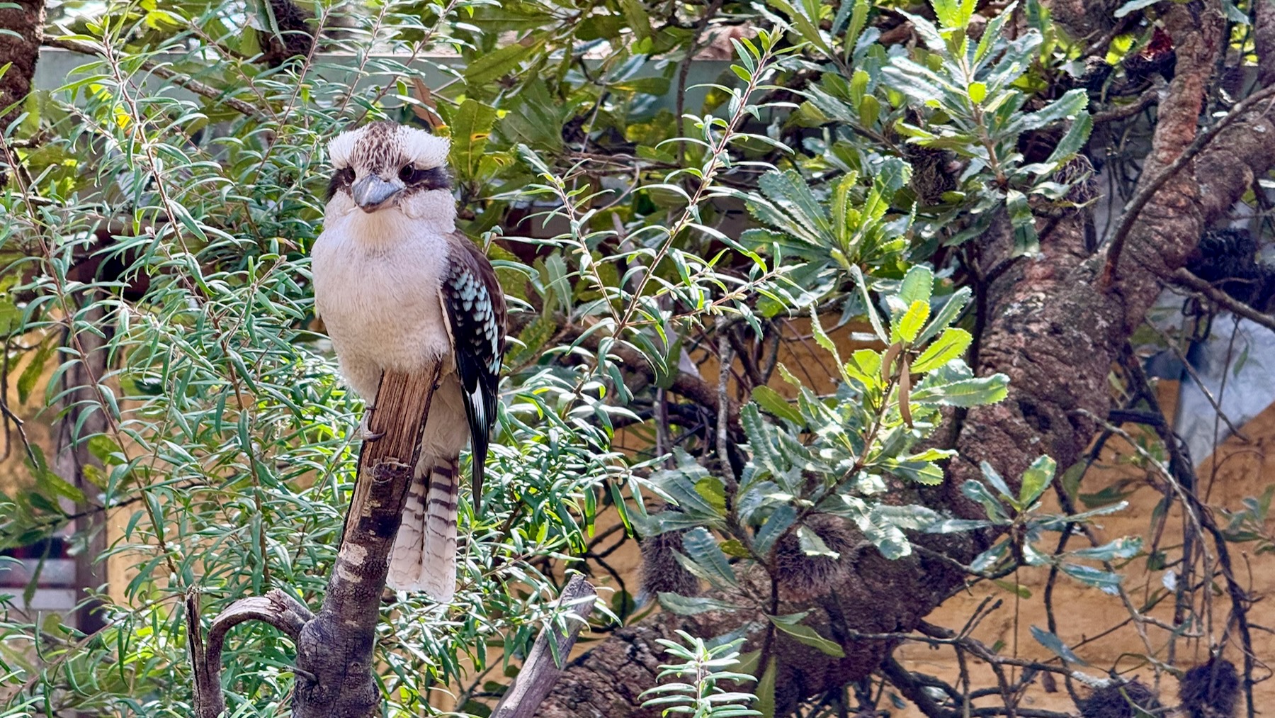 A laughing kookaburra — yeah one of those chonky kingfishers — sits on top of a branch and glares at you.